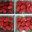 푸른농장B 이미지