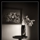 WJTatulinski, Yarmouth Lane Photography, (Black and White ) 이미지