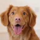 레알피부전문동물병원 이미지