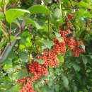 화백농장 이미지