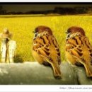 허수아비 이미지