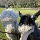 영국농장 이미지