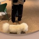 독트럴파크 | 전주 애견카페 독트럴파크 평화동 천연잔디 운동장 쾌적한 실내공간