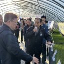 합천양파 이미지