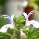 로즈마리 이미지