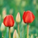 튤립 이미지