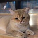 삼층고양이 이미지
