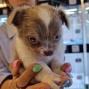 플레이독 남양주점 이미지