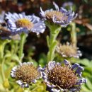 상념의 정원 이미지