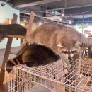 멍이와 쿤이 이미지