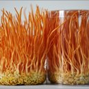 산야초-동충하초 이미지