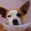 마루동물병원 이미지