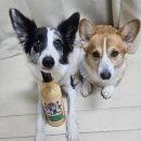 지오디독 | (강아지 장모견 샴푸 추천)크라운로얄 바이오바이트 샴푸 사용 후기