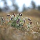 꽃에 반하다 이미지