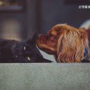 신영통동물병원