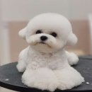 퍼피얌 그루밍 이미지