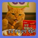 중림분식 | CU에서 산 농심 생생 납작떡볶이면 솔직 후기, 파 추가하면 맛이 확 달라진다