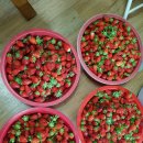 청포농장 이미지