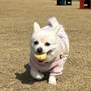 무프스