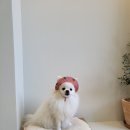 그린애견 이미지