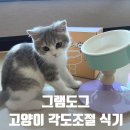 민트도그 | '그램도그’ 고양이 높이·각도 조절 식기 – 소화와 자세 교정에 좋은 밥그릇 내돈내산 후기