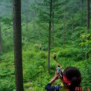 울진소나무 이미지