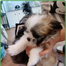 멍벤져스 | 신뢰할 수 있는 강아지 분양, 인천 멍벤져스 후기