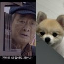 H8080 | 기흥아울렛 애견동반아울렛디스커버리패딩 코인코즈롱패딩 후기