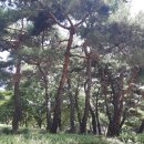 청동솟대-대구새 이미지