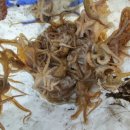 왕쭈꾸미 이미지