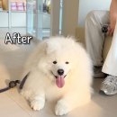 대형견 이발소 이미지