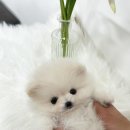 사랑하개 이미지