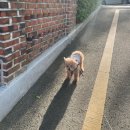 풍경동물병원 | [부산 초읍 연지 동물병원] 풍경동물병원