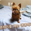 이번생은 댕댕이 이미지