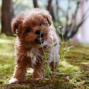 의정부강아지분양 고양이분양 애견분양 펫하임 의정부본점 이미지