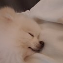 이쁜 똥강아지 이미지