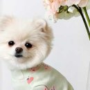 러블리퍼피 이미지