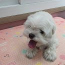 the 굿 dog 이미지
