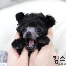 황금켄넬 이미지