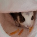 특별한동물가게 평택점 이미지