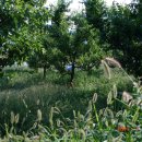 청도천3 이미지