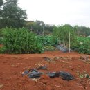 계양농장 이미지