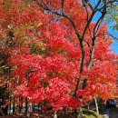 푸른향기 이미지