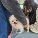 포항애견 이미지