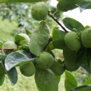 우리농원 이미지