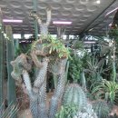 금강산도식후경 이미지