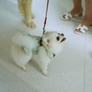 댕댕파티 이미지