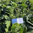 기능성 항암 절임배추 예약 받습니다 이미지