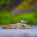 갈매기놀이터 이미지