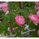 김인아보리밥 이미지